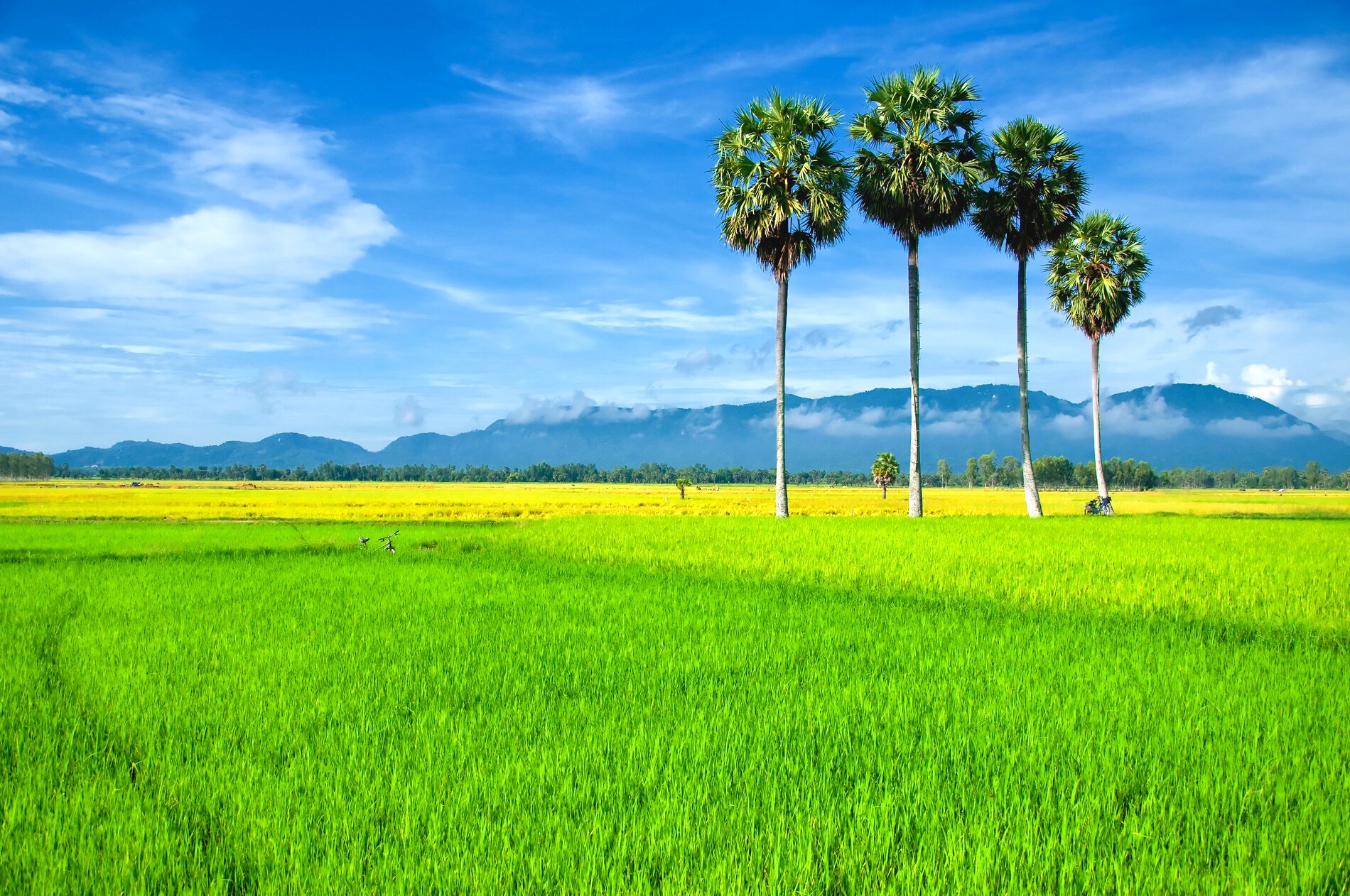 Harvest rice field in An Giang, Mekong Delta, Vietnam