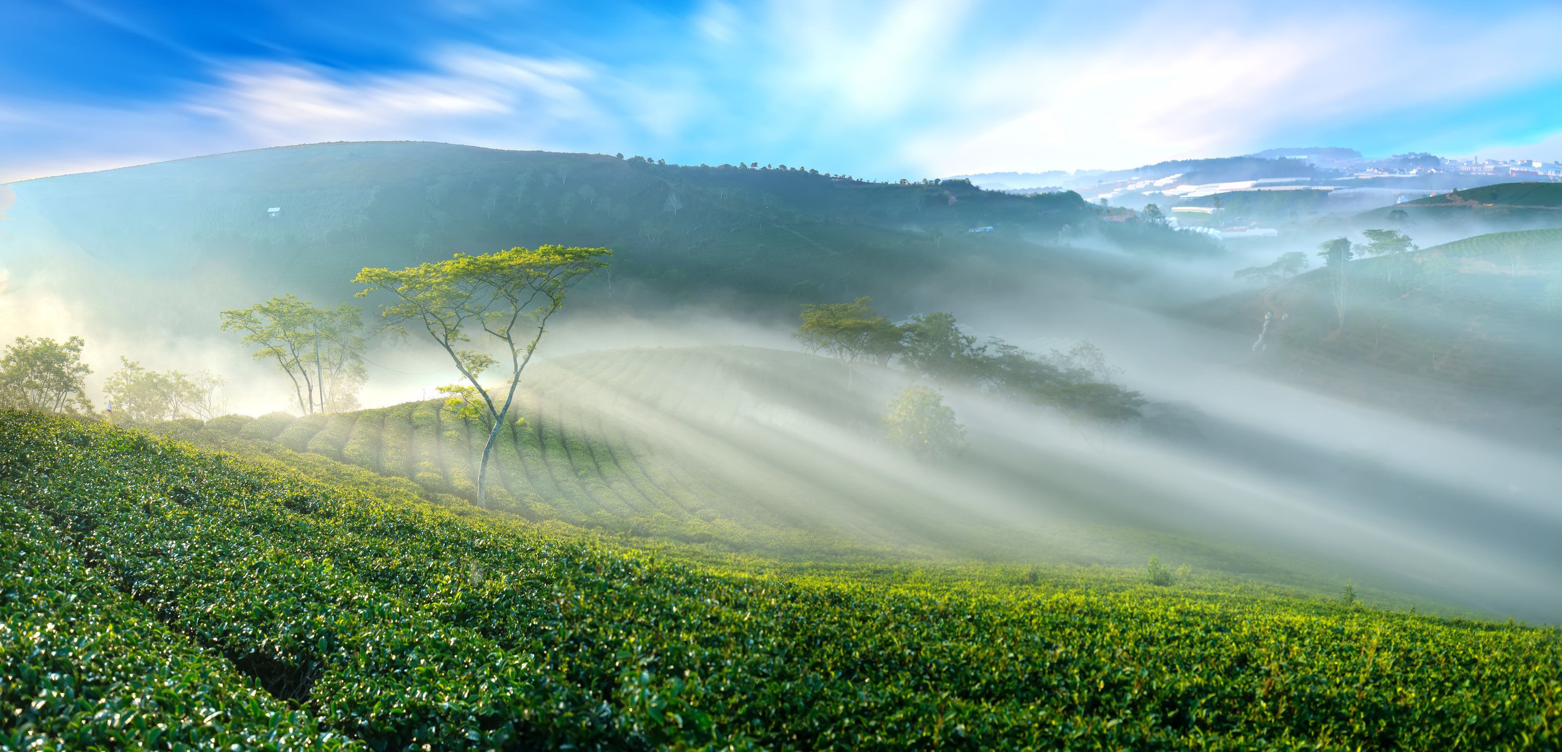 Tea plantation morning fog in highlands Da Lat, Vietnam.